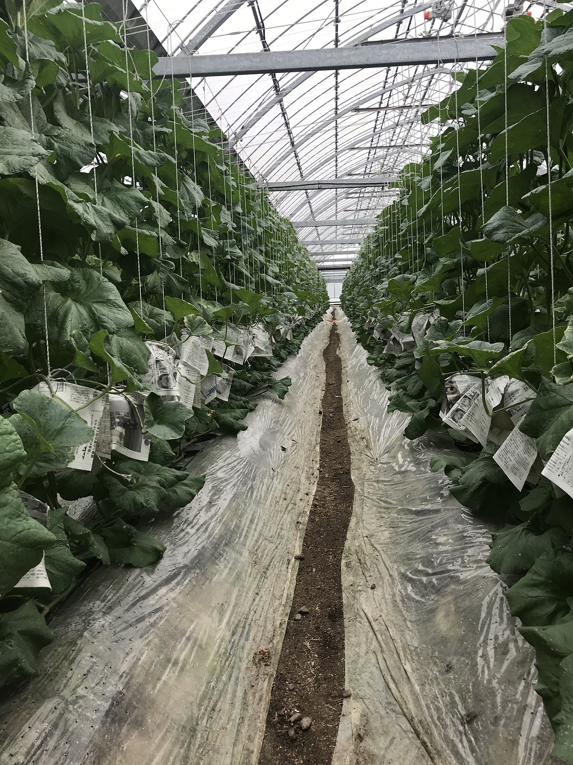 メロン栽培の様子（園芸用ハウス内で栽培されるメロン）