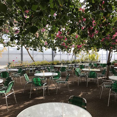 ブーゲンビリアの花と椅子と机