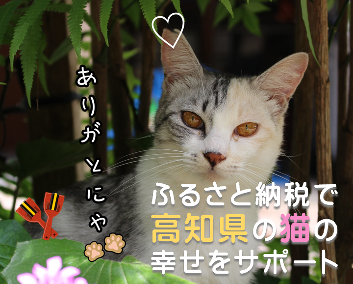 地域猫活動推進クラウドファンディング　