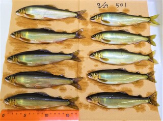 20200929 501奈半利川産親魚出荷時